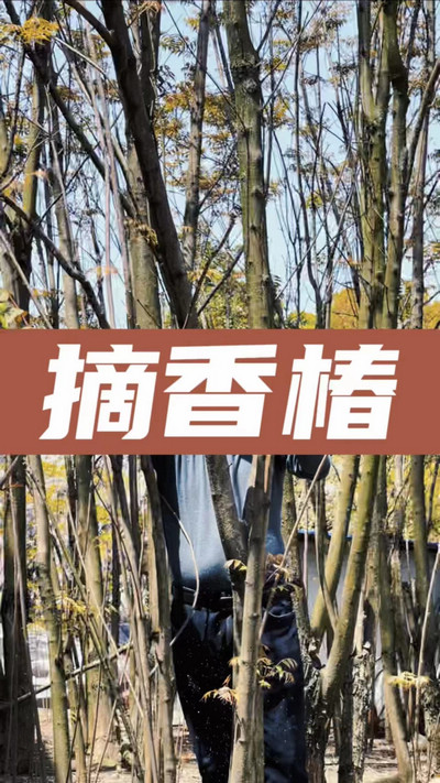 香椿雞蛋有，就缺二兩酒！