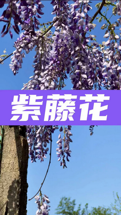 春有約，花不誤，陌上紫藤香如故。